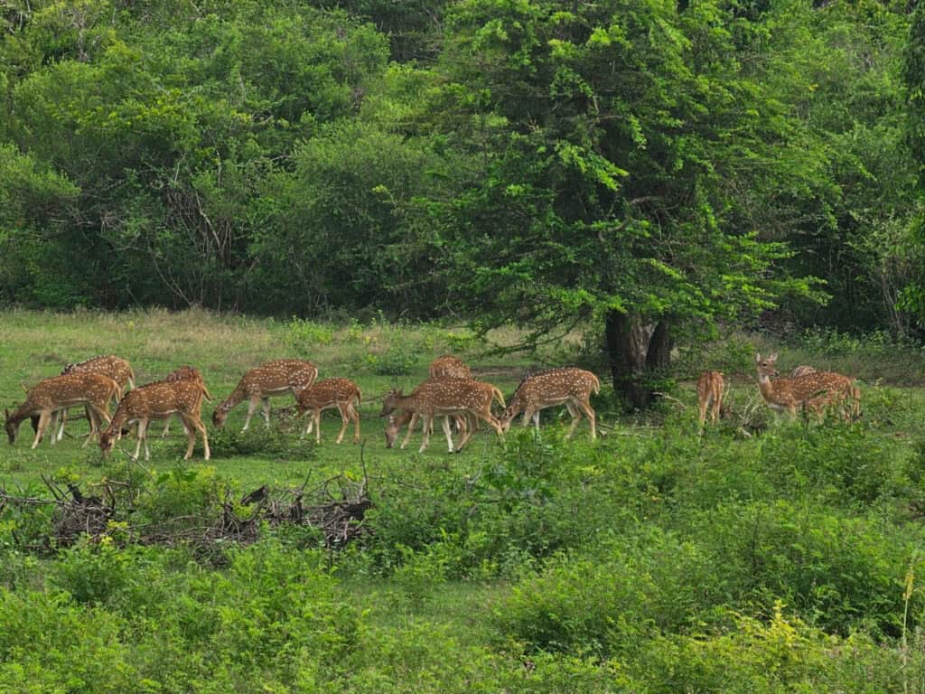 antilopi