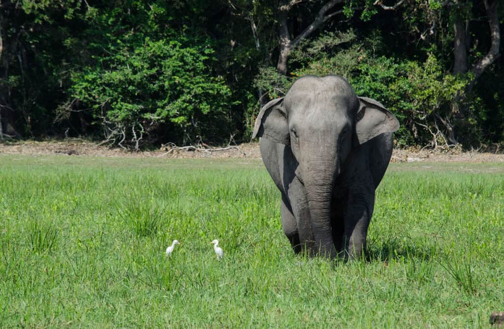 elefante1