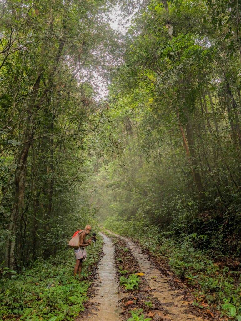 foresta