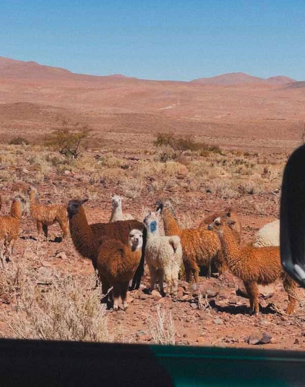 Atacama_021_01